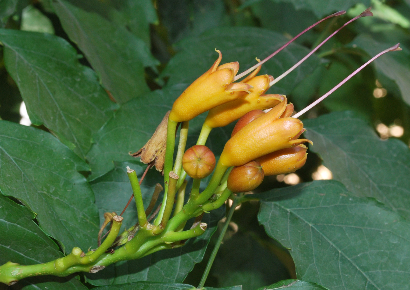 Image of Campsis radicans specimen.