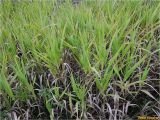 familia Poaceae. Вегетирующие растения. Украина, Ивано-Франковская обл., Долинский р-н, окр. г. Долина, необрабатываемый луг. 09.09.2017.