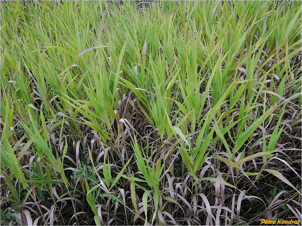 Image of familia Poaceae specimen.