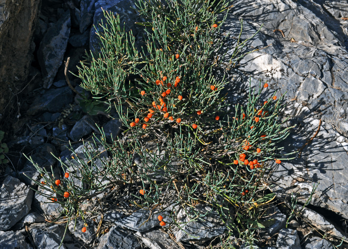 Image of Ephedra intermedia specimen.