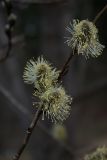 Salix caprea