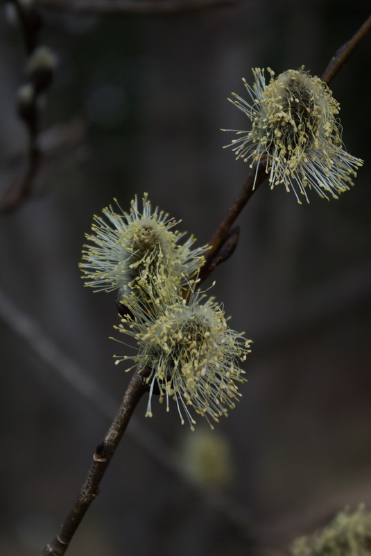 Image of Salix caprea specimen.