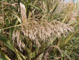 Phragmites australis