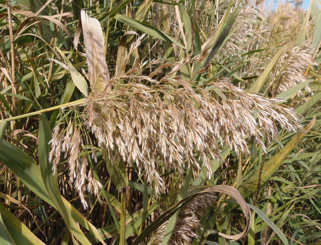 Изображение особи Phragmites australis.