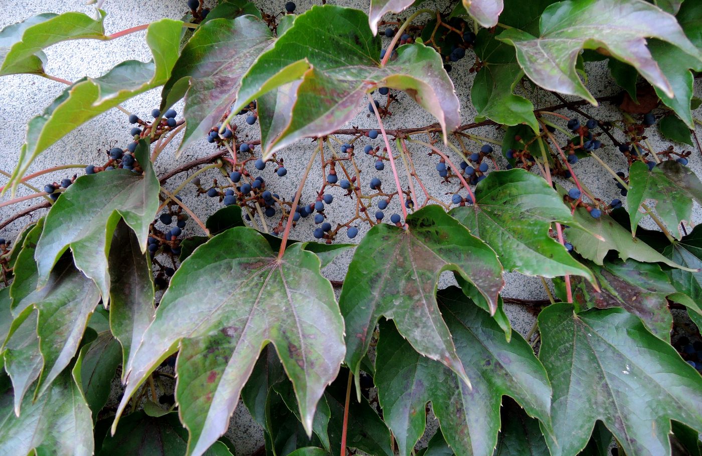 Image of Parthenocissus tricuspidata specimen.