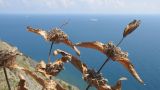 Phlomis taurica