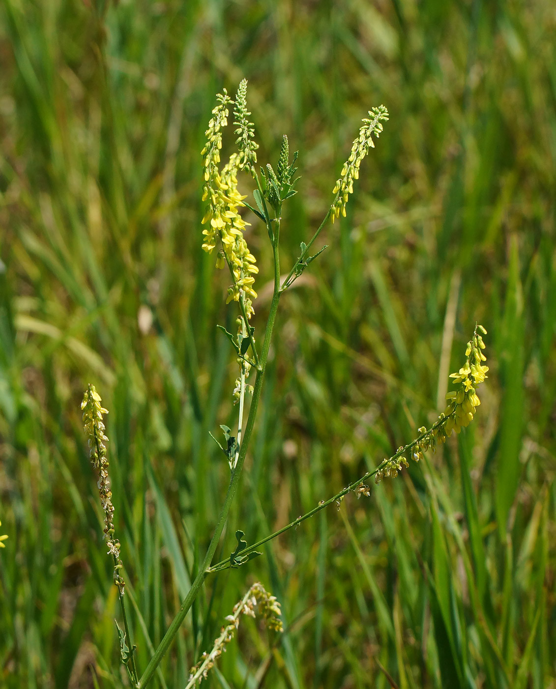 Изображение особи Melilotus officinalis.