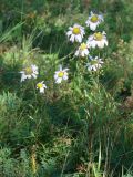 Chrysanthemum zawadskii