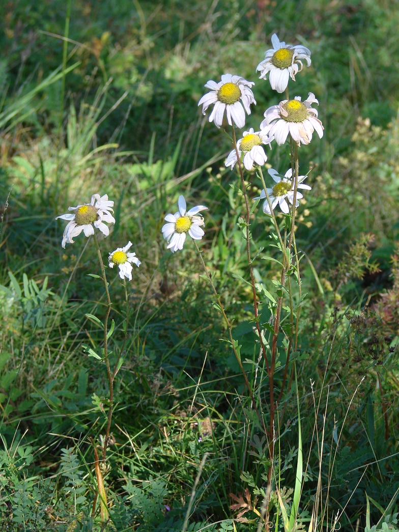 Изображение особи Chrysanthemum zawadskii.