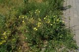 Potentilla recta