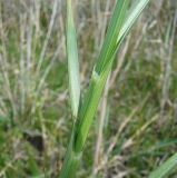 Bolboschoenus maritimus var. compactus