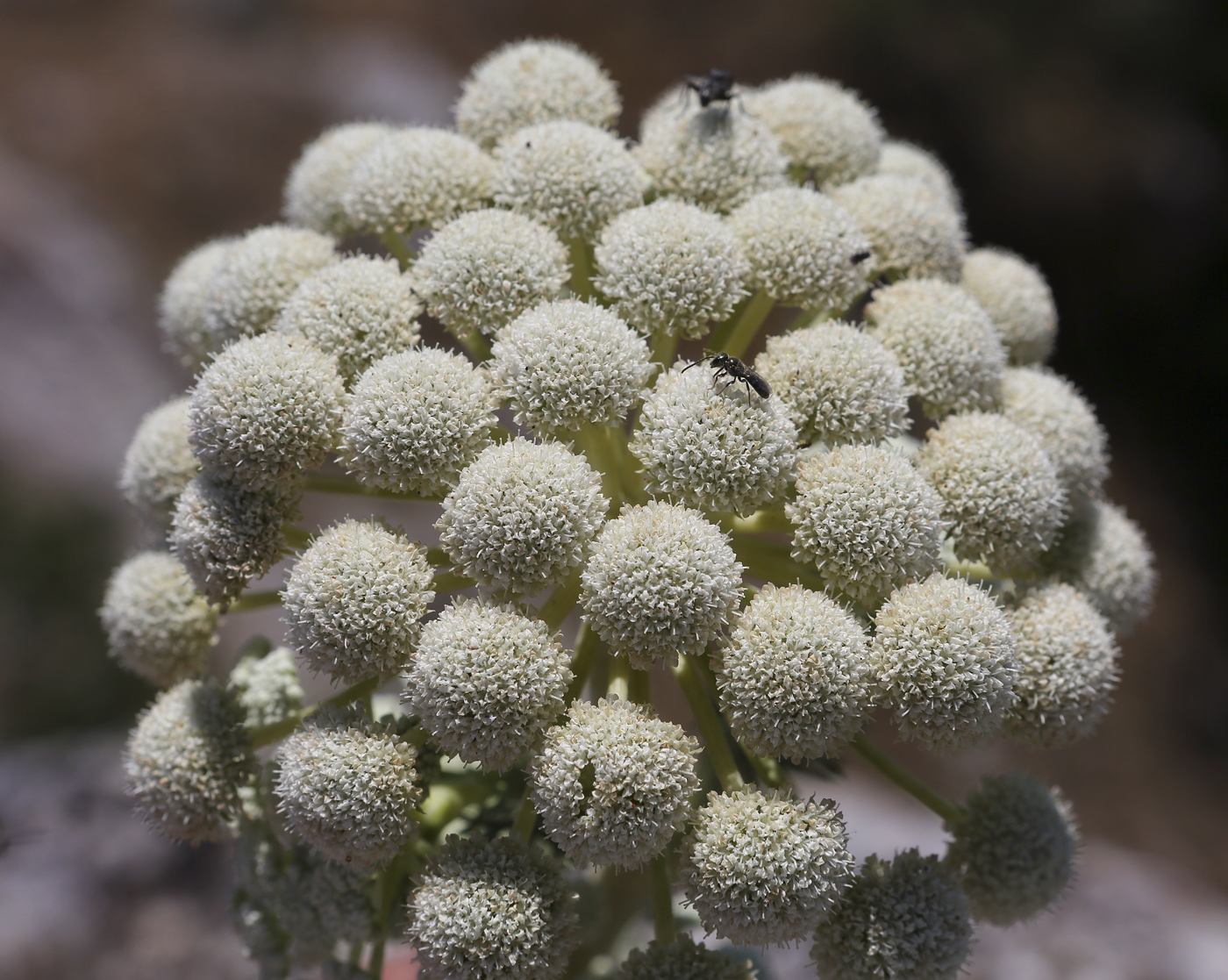 Image of Seseli gummiferum specimen.