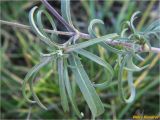 genus Scabiosa. Часть ветви. Украина, г. Николаев, Заводской р-н, парк \"Лески\", опушка соснового леса. 26.12.2017.