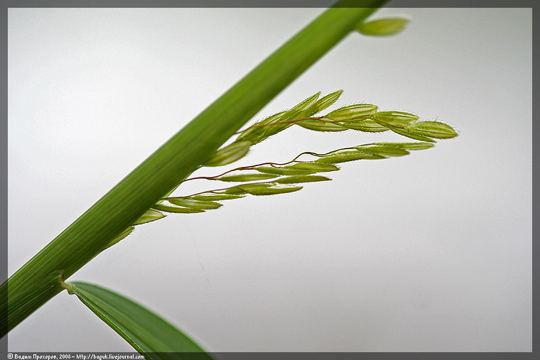 Image of Leersia oryzoides specimen.