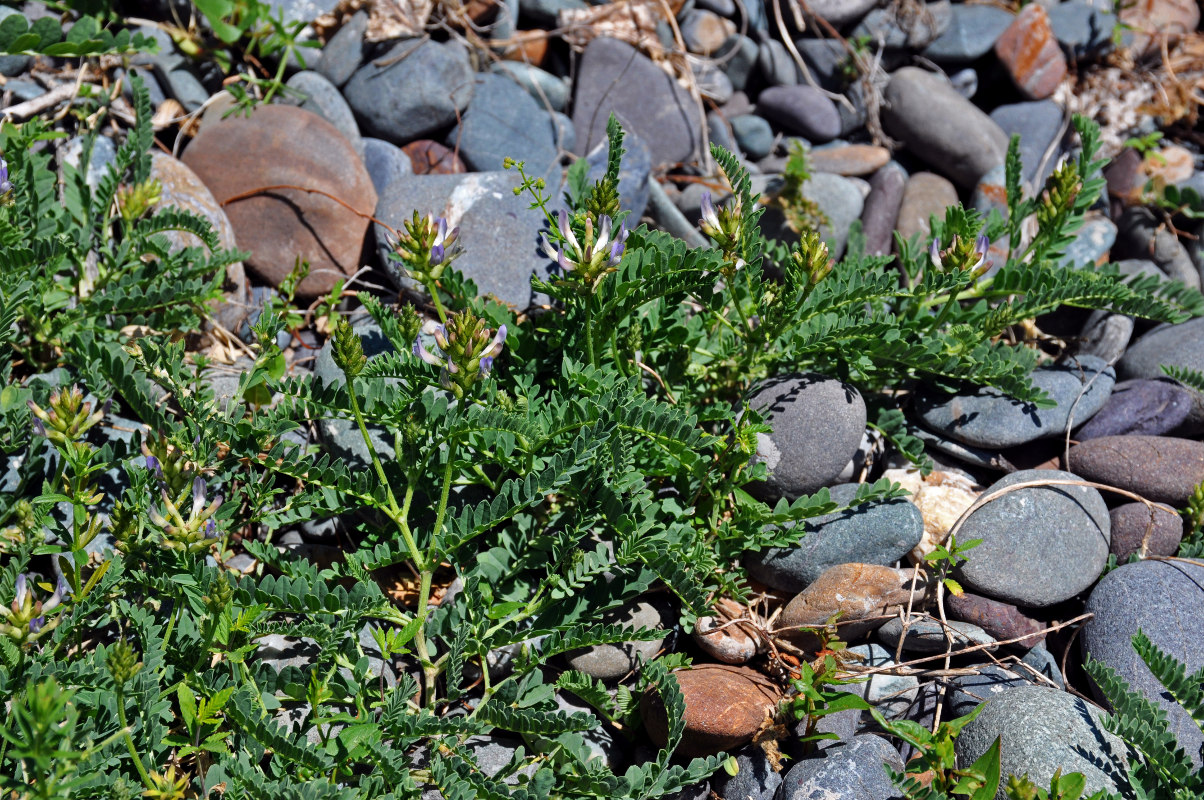 Изображение особи Astragalus austrosibiricus.