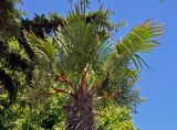 Trachycarpus fortunei. Крона плодоносящего растения. Краснодарский край, Лазаревский р-н Сочи, Дагомыс, в культуре. 09.07.2017.