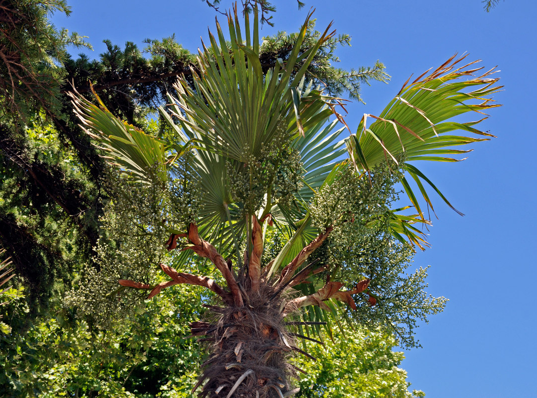 Image of Trachycarpus fortunei specimen.