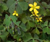 Oxalis corniculata