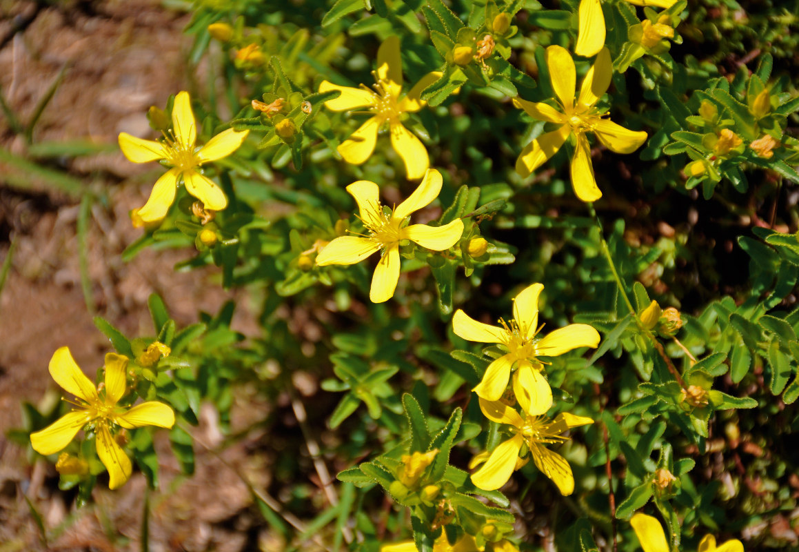 Изображение особи Hypericum orientale.