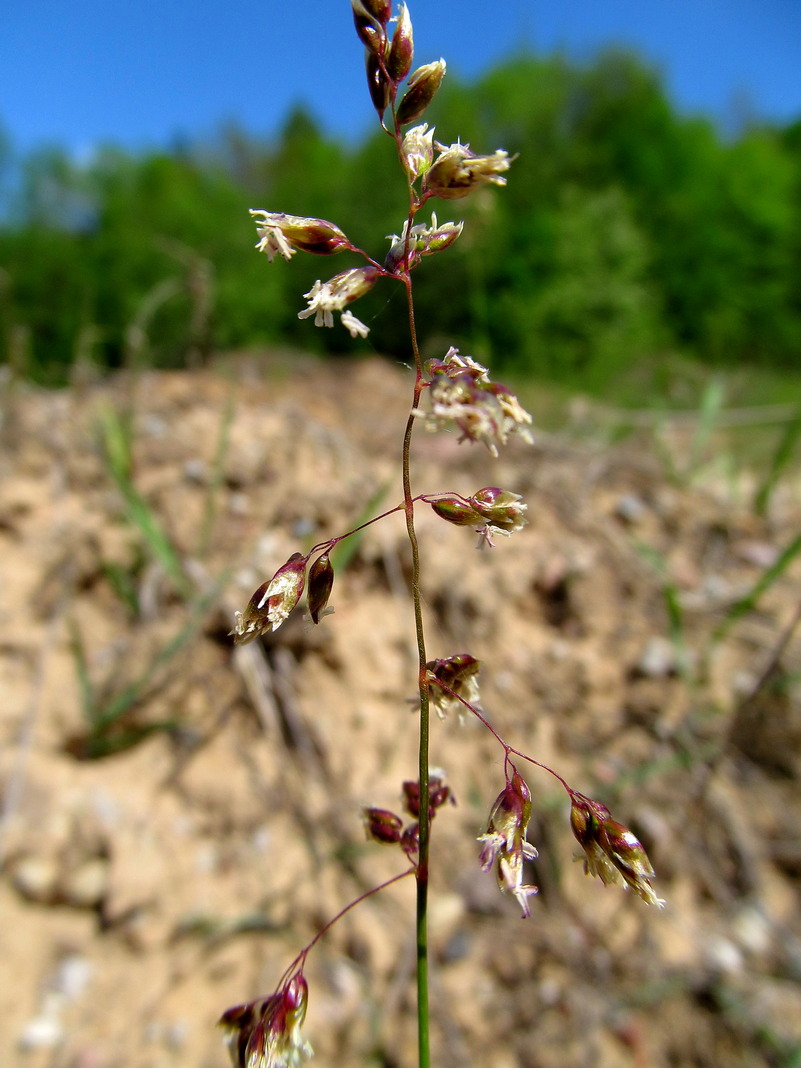 Image of Hierochloe odorata specimen.