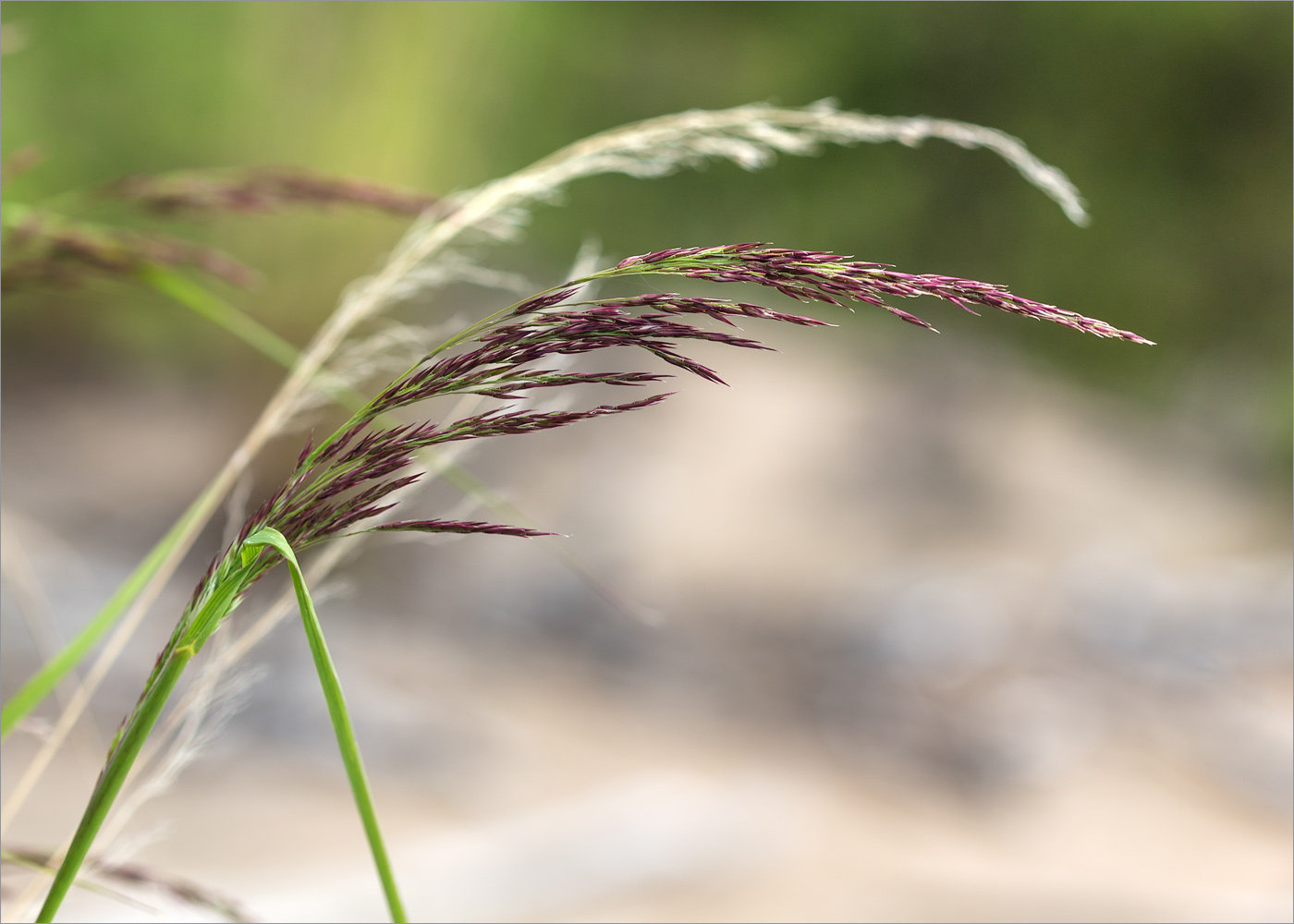 Image of genus Calamagrostis specimen.