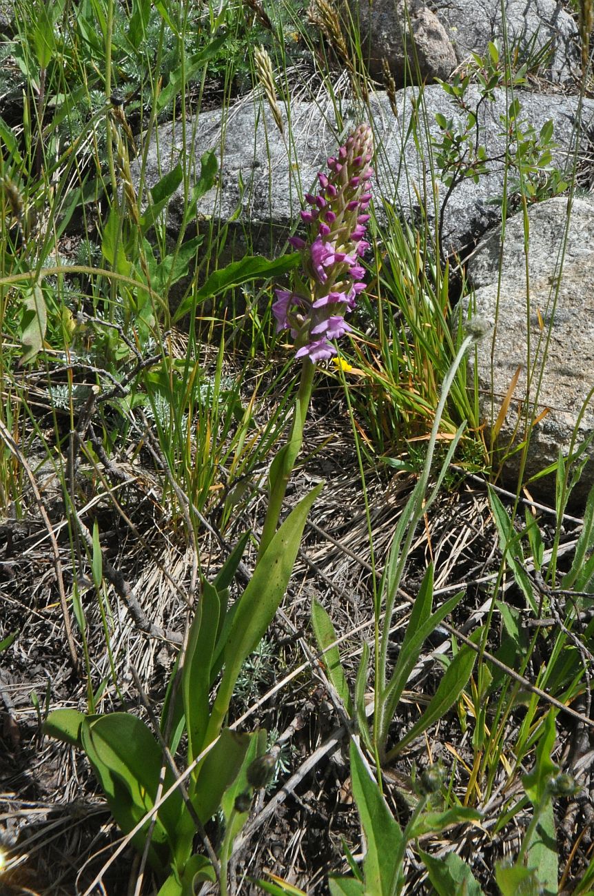 Изображение особи Gymnadenia conopsea.