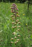 Leopoldia comosa