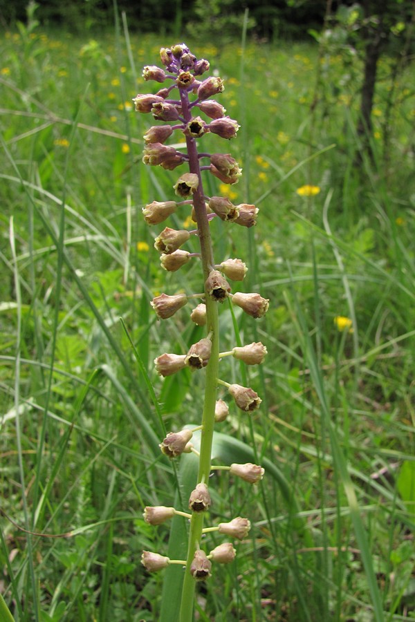 Изображение особи Leopoldia comosa.