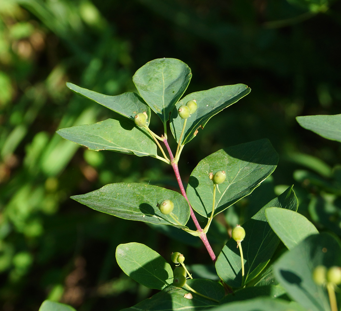 Image of Lonicera tatarica specimen.