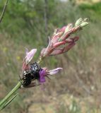 Astragalus barbidens. Соцветие с питающимися жуками. Дагестан, Кумторкалинский р-н, бархан Сарыкум. 06.05.2018.