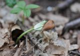 Fagus orientalis