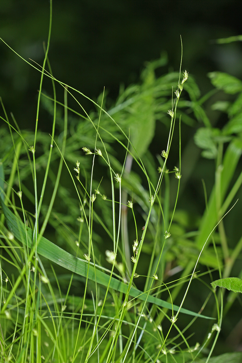 Image of Carex remotiuscula specimen.