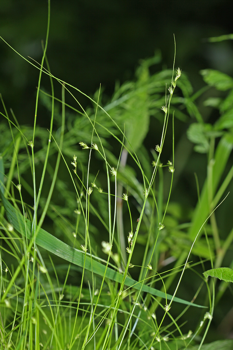 Изображение особи Carex remotiuscula.