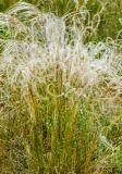 род Stipa