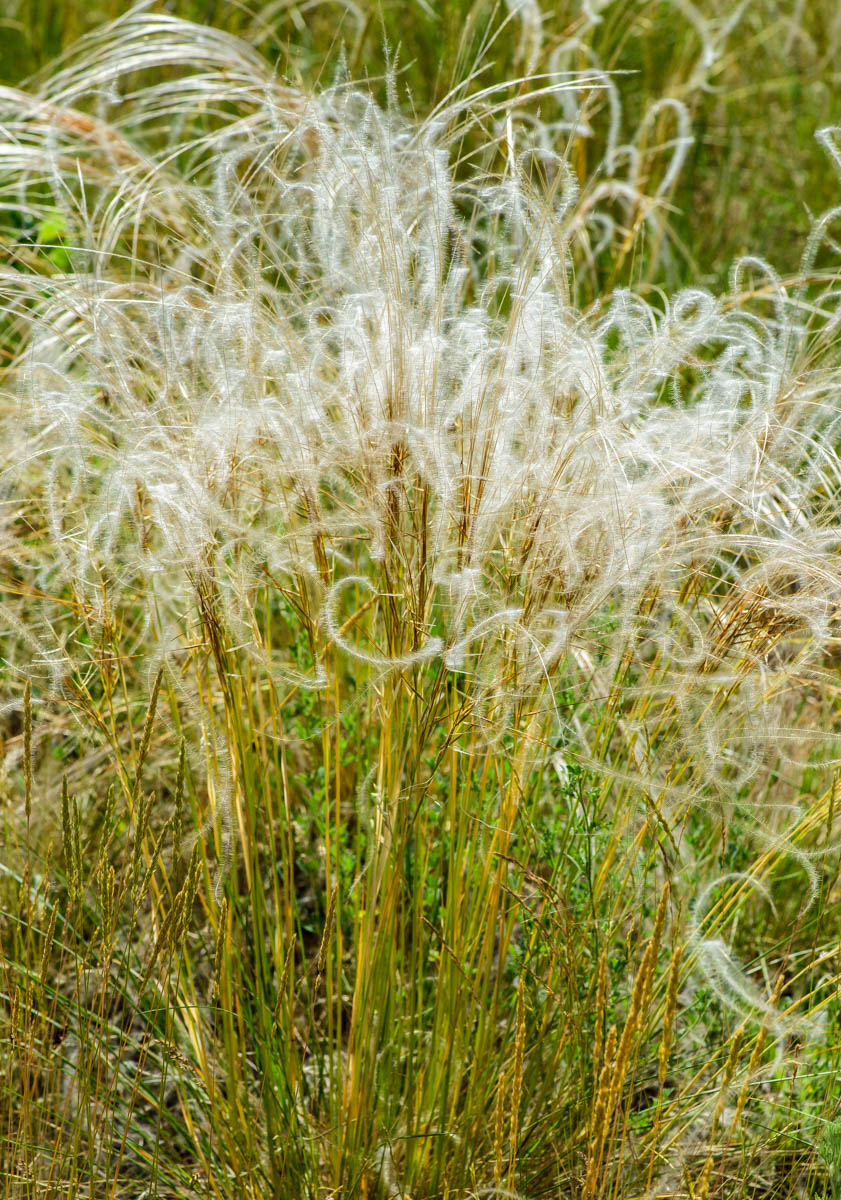 Изображение особи род Stipa.