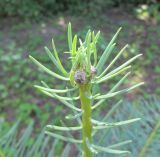 Abies concolor