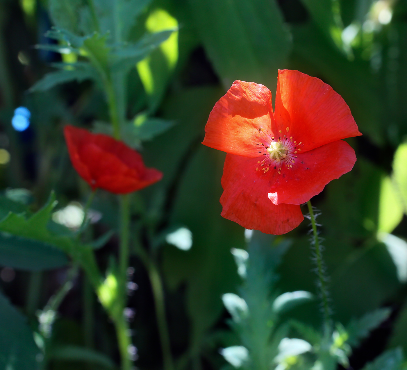 Image of Papaver rhoeas specimen.