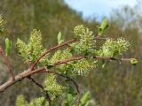 Salix bebbiana. Ветвь с женскими соцветиями. Магаданская обл., г. Магадан, окр. мкр-на Пионерный, склон каменистой сопки. 09.06.2018.