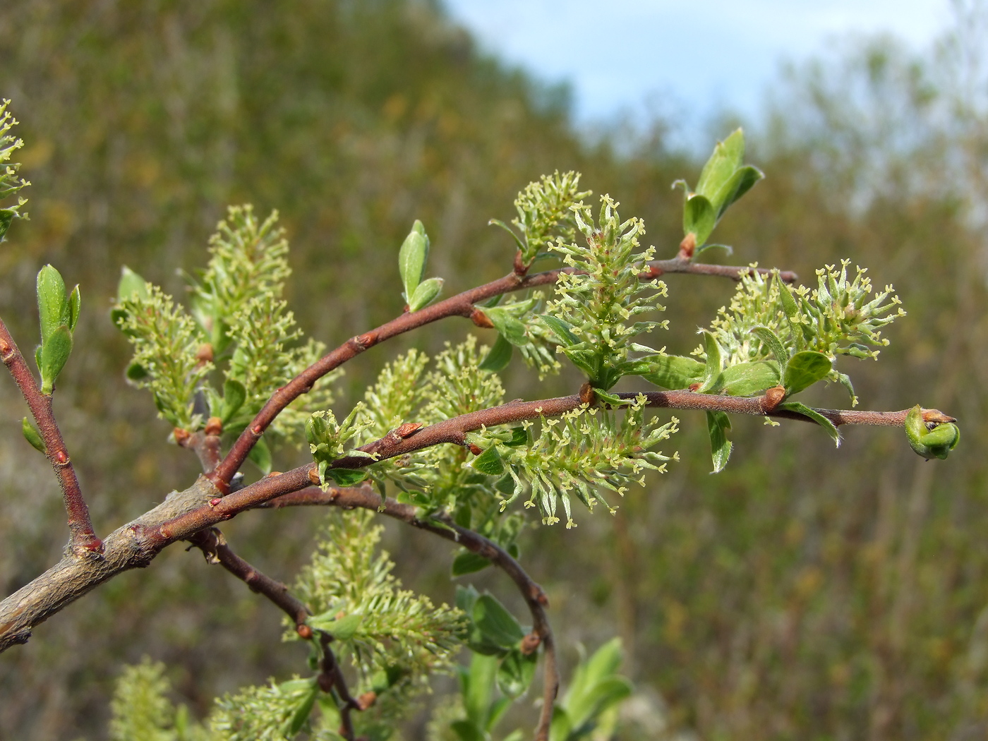 Изображение особи Salix bebbiana.