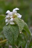 Lamium turkestanicum