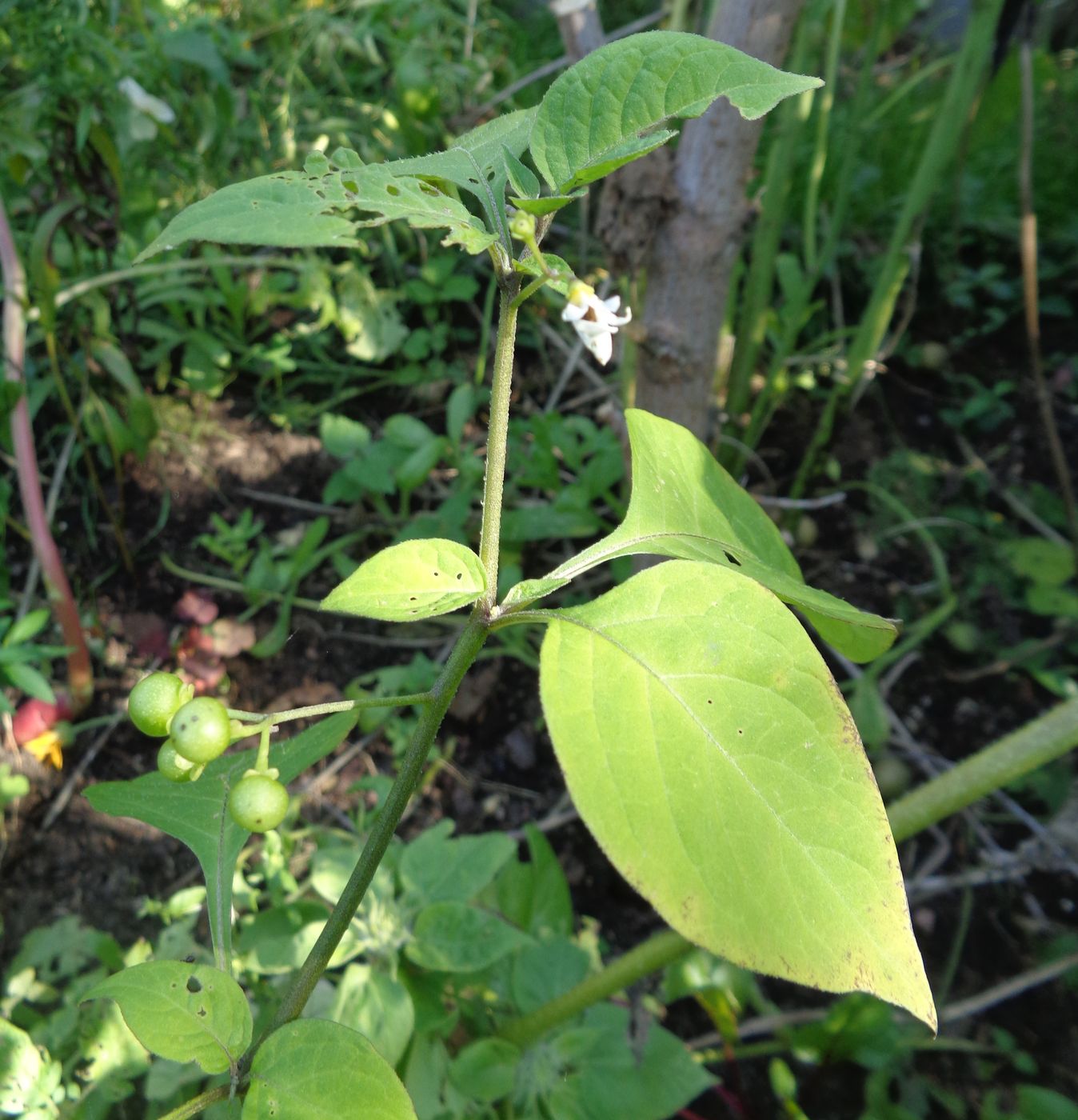 Image of Solanum scabrum specimen.