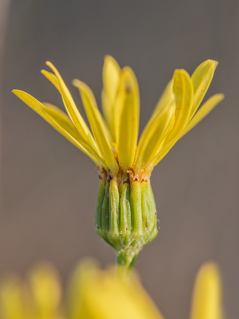 Image of Senecio jacobaea specimen.