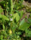 Epilobium adenocaulon. Часть цветущего и плодоносящего растения с пазушным цветущим побегом. Восточный Казахстан, г. Усть-Каменогорск, правый берег р. Иртыш, влажный, луг. 20.07.2018.