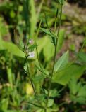 Epilobium adenocaulon