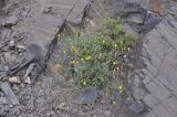 Crepis rhoeadifolia. Цветущее растение. Северная Осетия, окр. с. Нижний Ларс, левый борт долины р. Терек, основание скалы. 30.07.2018.