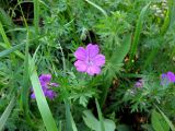 Geranium sanguineum. Цветущее растение в сосновом лесу. Украина, Киевская обл., Вышгородский р-н, севернее с. Лебедевка, между Киевским водохранилищем и дренажным каналом. 23 мая 2010 г.