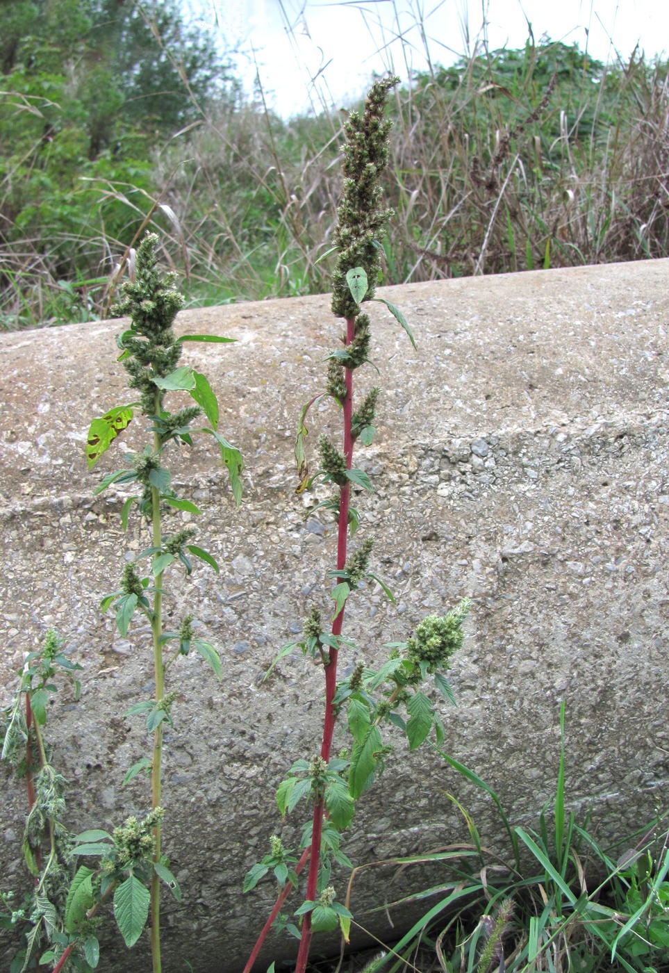 Image of Amaranthus retroflexus specimen.