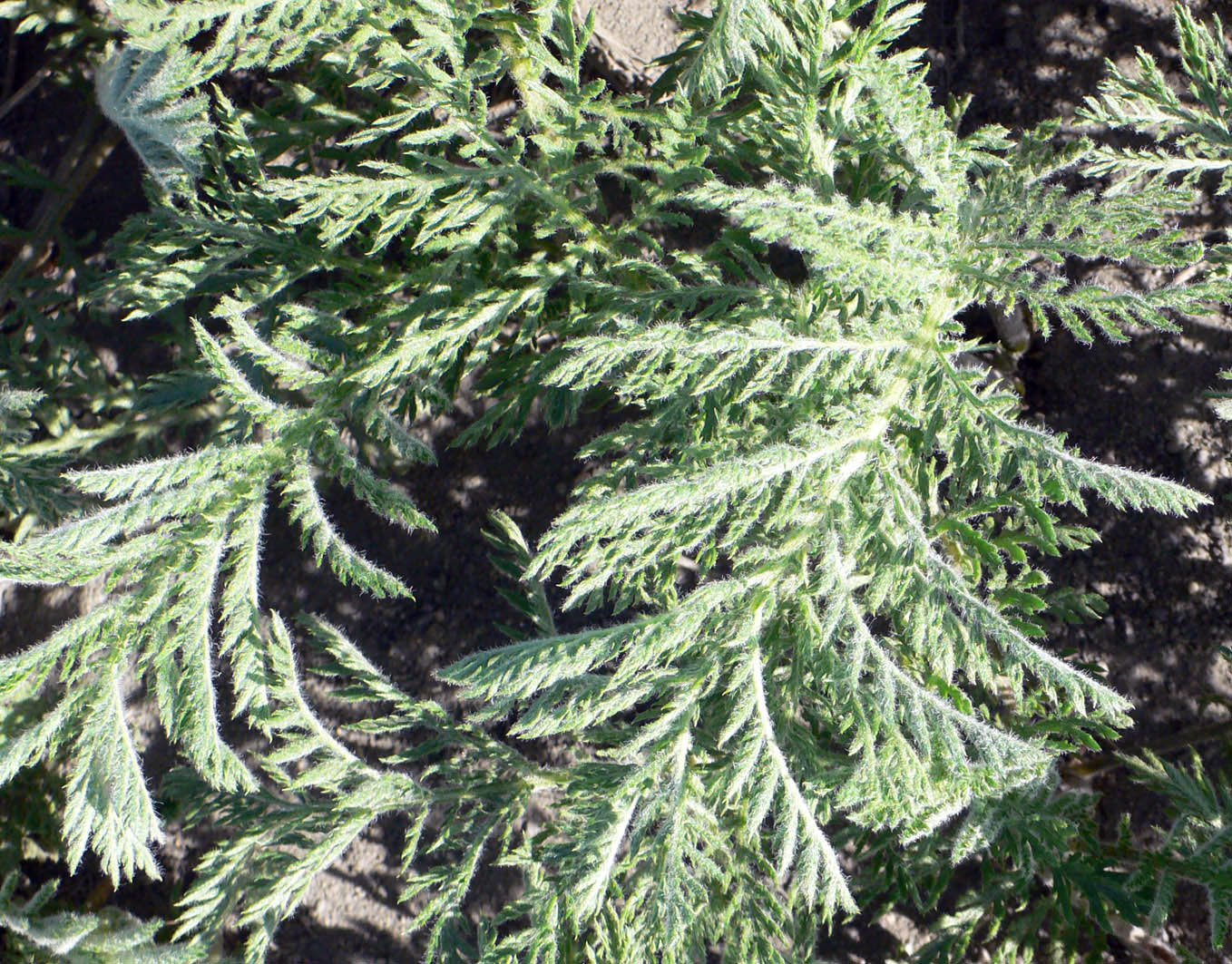 Image of Tanacetum bipinnatum specimen.