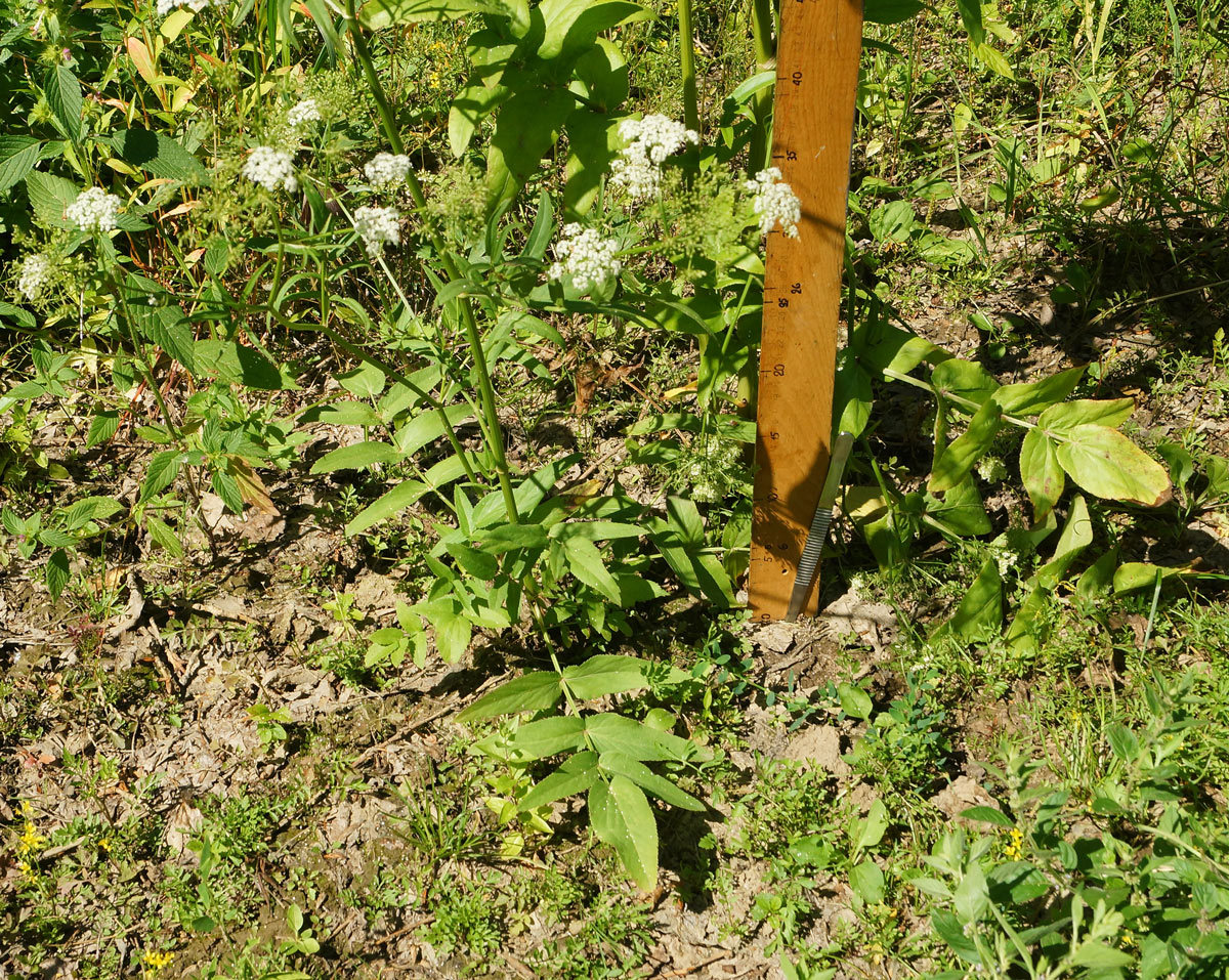 Изображение особи Sium latifolium.