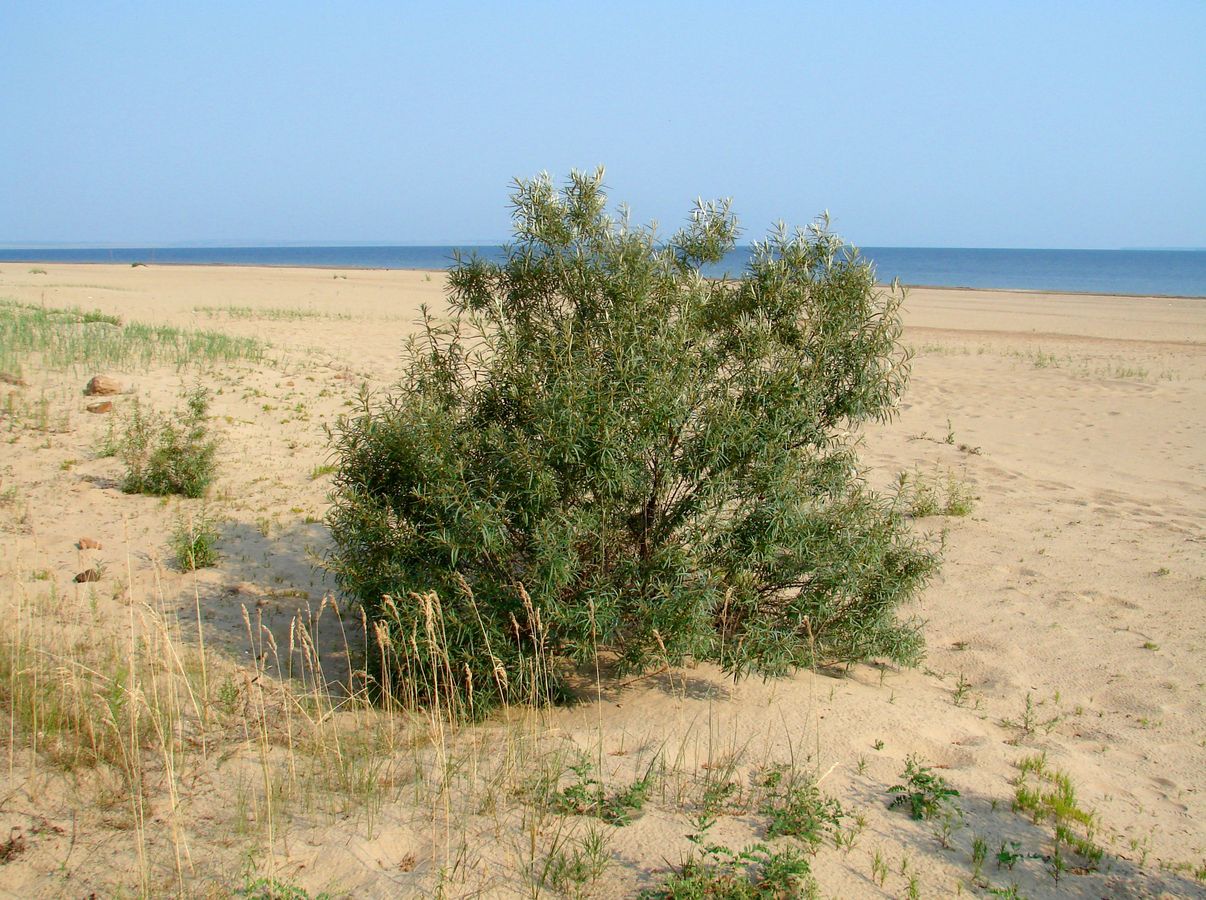 Image of Hippophae rhamnoides specimen.